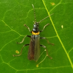 Chauliognathus lugubris (Plague Soldier Beetle) at Turner, ACT - 17 Mar 2022 by LD12
