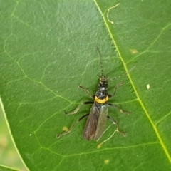 Chauliognathus lugubris at Turner, ACT - 17 Mar 2022 05:16 PM