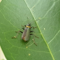 Chauliognathus lugubris at Turner, ACT - 17 Mar 2022 05:16 PM