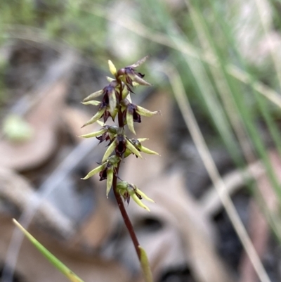 Corunastylis clivicola (Rufous midge orchid) at Block 402 - 12 Mar 2022 by AJB