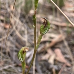 Speculantha rubescens (Blushing Tiny Greenhood) at Aranda Bushland - 17 Mar 2022 by AJB
