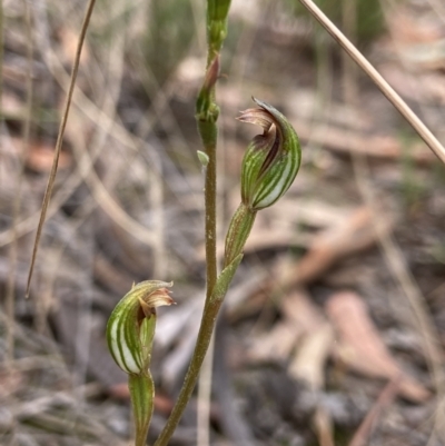 Speculantha rubescens (Blushing Tiny Greenhood) at Aranda, ACT - 17 Mar 2022 by AJB