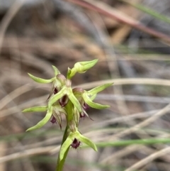 Corunastylis cornuta (Horned Midge Orchid) at Aranda Bushland - 17 Mar 2022 by AJB