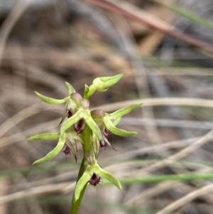 Corunastylis cornuta at Aranda, ACT - suppressed