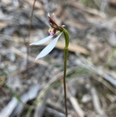 Eriochilus cucullatus (Parson's Bands) at Aranda, ACT - 17 Mar 2022 by AJB