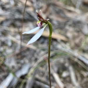 Eriochilus cucullatus at Aranda, ACT - suppressed