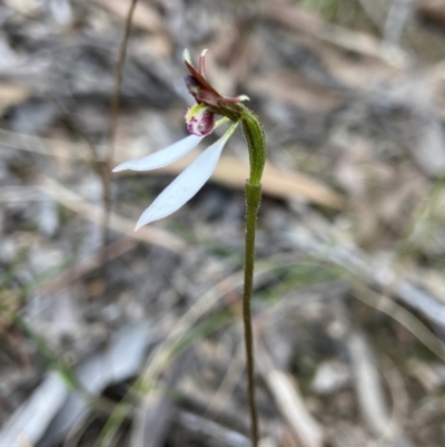 Eriochilus cucullatus (Parson's Bands) at Aranda Bushland - 17 Mar 2022 by AJB