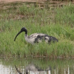 Threskiornis molucca (Australian White Ibis) at Fyshwick, ACT - 17 Mar 2022 by rawshorty