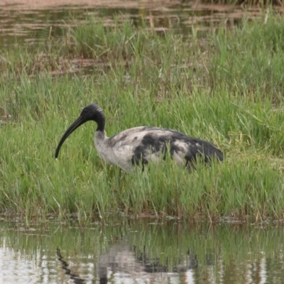 Threskiornis molucca (Australian White Ibis) at Fyshwick, ACT - 17 Mar 2022 by rawshorty