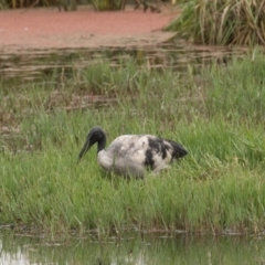 Threskiornis molucca at Fyshwick, ACT - 17 Mar 2022 12:21 PM