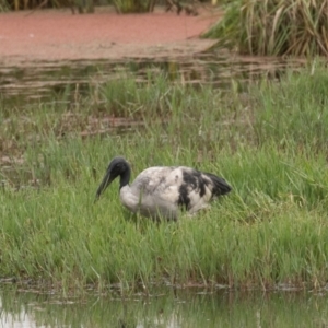 Threskiornis molucca at Fyshwick, ACT - 17 Mar 2022 12:21 PM