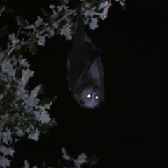 Pteropus poliocephalus (Grey-headed Flying-fox) at QPRC LGA - 10 Mar 2022 by Steve_Bok