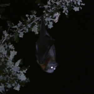 Pteropus poliocephalus at Jerrabomberra, NSW - suppressed