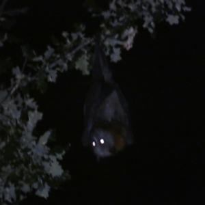 Pteropus poliocephalus at Jerrabomberra, NSW - suppressed