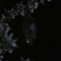 Pteropus poliocephalus at Jerrabomberra, NSW - suppressed