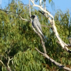 Coracina novaehollandiae (Black-faced Cuckooshrike) at Numeralla, NSW - 12 Mar 2022 by SteveBorkowskis