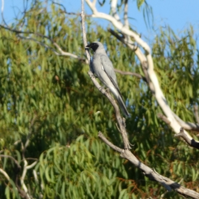 Coracina novaehollandiae (Black-faced Cuckooshrike) at Kybeyan State Conservation Area - 12 Mar 2022 by Steve_Bok