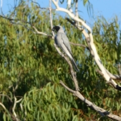 Coracina novaehollandiae (Black-faced Cuckooshrike) at Numeralla, NSW - 12 Mar 2022 by Steve_Bok
