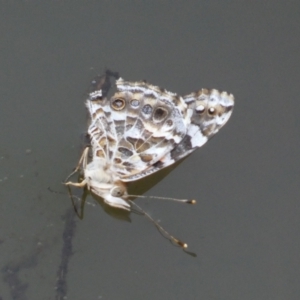 Vanessa kershawi at Numeralla, NSW - 12 Mar 2022 06:29 PM