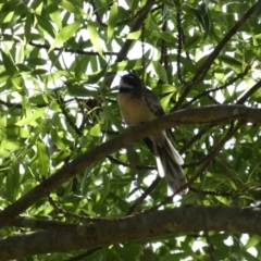 Rhipidura albiscapa (Grey Fantail) at Queanbeyan River - 17 Mar 2022 by Steve_Bok