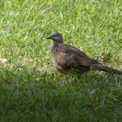 Spilopelia chinensis (Spotted Dove) at Queanbeyan East, NSW - 17 Mar 2022 by Steve_Bok