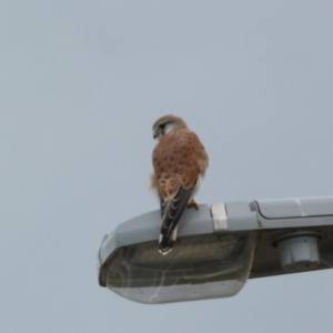 Falco cenchroides at Environa, NSW - 17 Mar 2022