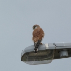 Falco cenchroides (Nankeen Kestrel) at Environa, NSW - 17 Mar 2022 by Steve_Bok