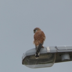 Falco cenchroides at Environa, NSW - 17 Mar 2022