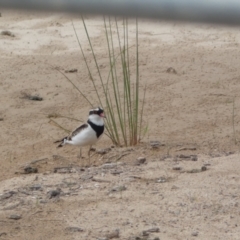 Charadrius melanops (Black-fronted Dotterel) at QPRC LGA - 17 Mar 2022 by Steve_Bok