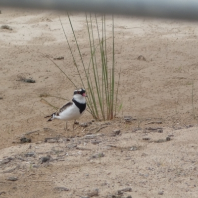 Charadrius melanops (Black-fronted Dotterel) at QPRC LGA - 17 Mar 2022 by Steve_Bok