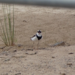 Charadrius melanops at Environa, NSW - 17 Mar 2022 02:10 PM