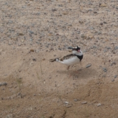 Charadrius melanops at Environa, NSW - 17 Mar 2022 02:10 PM