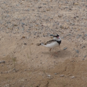 Charadrius melanops at Environa, NSW - 17 Mar 2022 02:10 PM