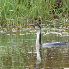 Microcarbo melanoleucos (Little Pied Cormorant) at Jerrabomberra, NSW - 17 Mar 2022 by Steve_Bok