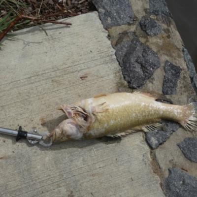 Maccullochella peelii (Murray Cod) at Jerrabomberra, NSW - 17 Mar 2022 by SteveBorkowskis