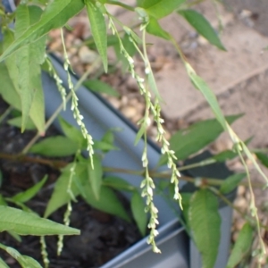 Persicaria hydropiper at Murrumbateman, NSW - 14 Mar 2022 04:54 PM