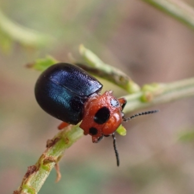 Calomela moorei (Acacia Leaf Beetle) at Murrumbateman, NSW - 17 Mar 2022 by SimoneC