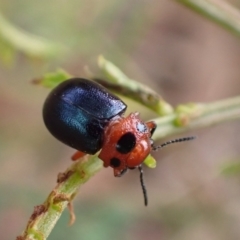 Calomela maculicollis (Acacia Leaf Beetle) at Murrumbateman, NSW - 17 Mar 2022 by SimoneC