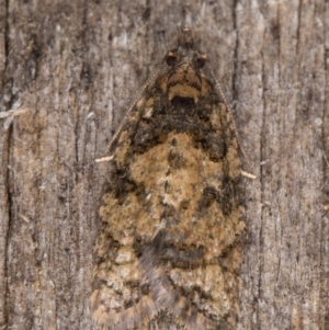 Thrincophora impletana at Melba, ACT - 15 Jan 2022 11:01 PM