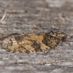 Thrincophora impletana at Melba, ACT - 15 Jan 2022 11:01 PM