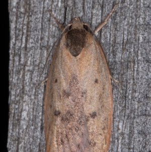 Heliocausta undescribed species at Melba, ACT - 15 Jan 2022 11:00 PM