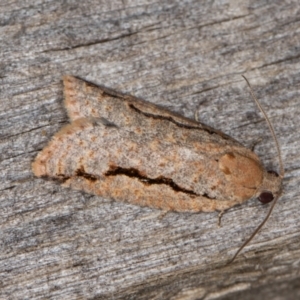 Meritastis undescribed species at Melba, ACT - 15 Jan 2022 11:03 PM