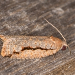 Meritastis undescribed species at Melba, ACT - 15 Jan 2022 11:03 PM