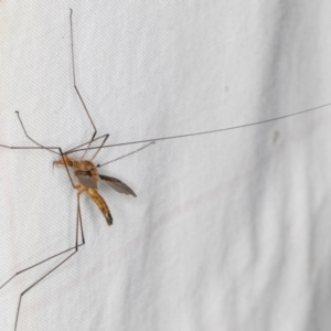 Leptotarsus (Macromastix) costalis at Melba, ACT - 15 Jan 2022 11:05 PM