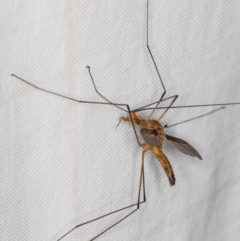 Leptotarsus (Macromastix) costalis at Melba, ACT - 15 Jan 2022 11:05 PM