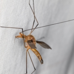 Leptotarsus (Macromastix) costalis at Melba, ACT - 15 Jan 2022 11:05 PM