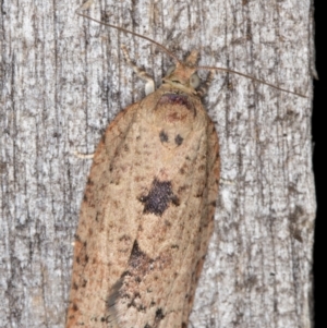 Meritastis laganodes at Melba, ACT - 15 Jan 2022