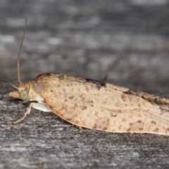 Meritastis laganodes at Melba, ACT - 15 Jan 2022 11:05 PM