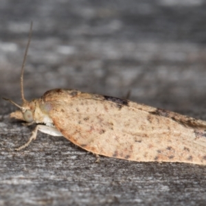 Meritastis laganodes at Melba, ACT - 15 Jan 2022