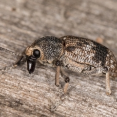 Rhinaria sp. (genus) (Unidentified Rhinaria weevil) at Melba, ACT - 15 Jan 2022 by kasiaaus